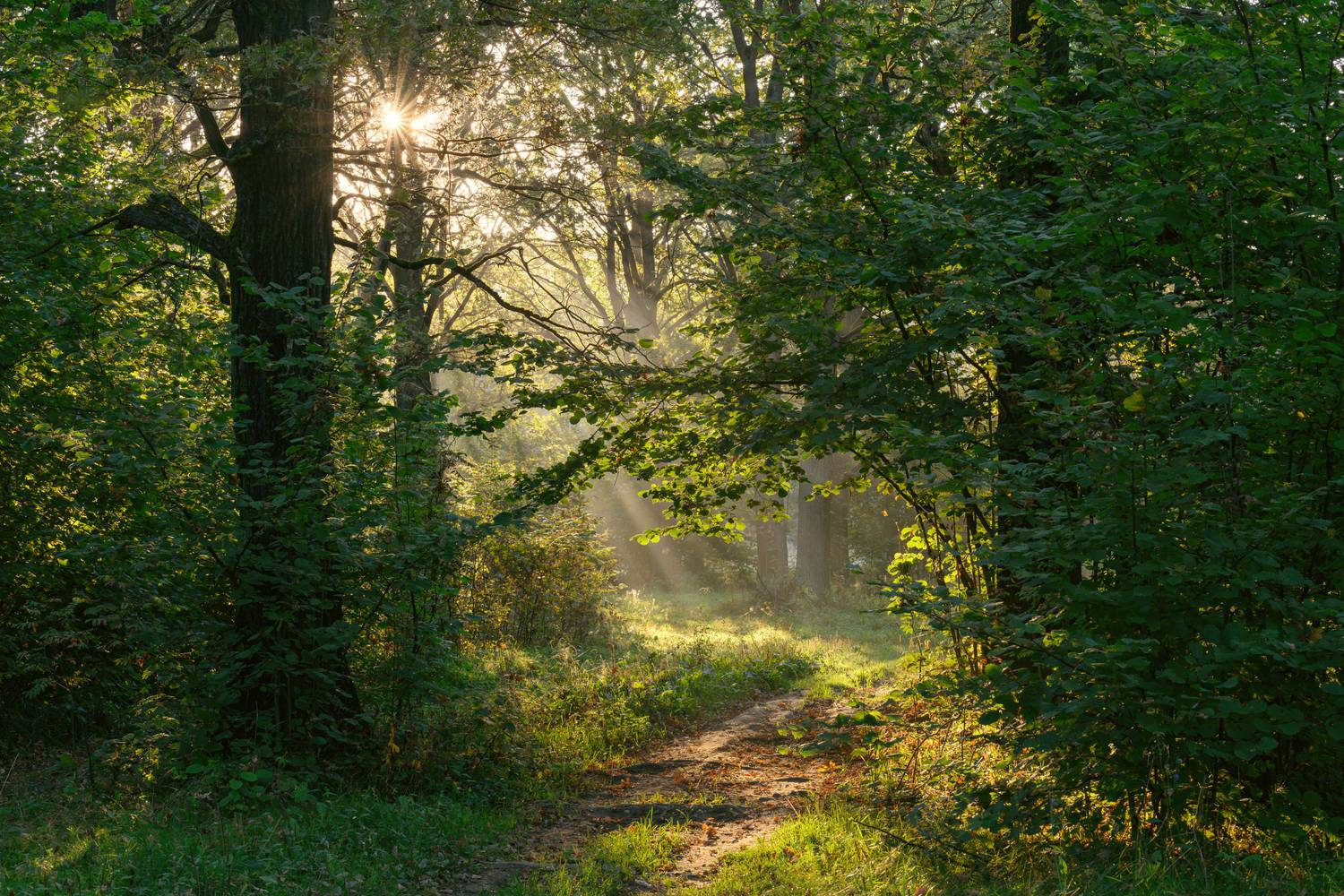 forest, tree, light, foliage, sunlight, morning, sunstar, landscape, autumn, summer, way, Андрей Козлов