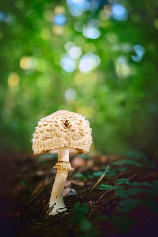 Грибок фото превью