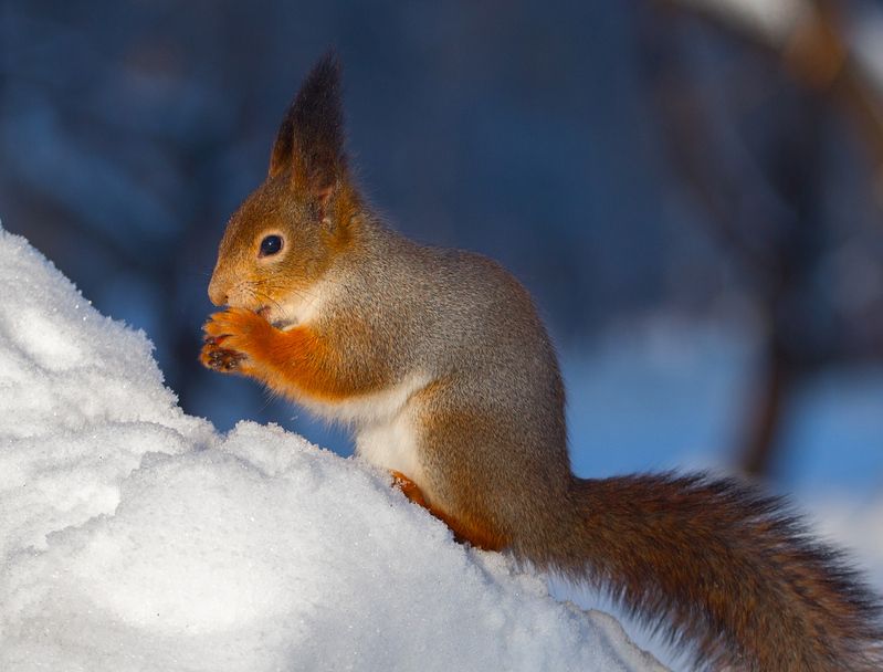 Зимнее утро. фото превью