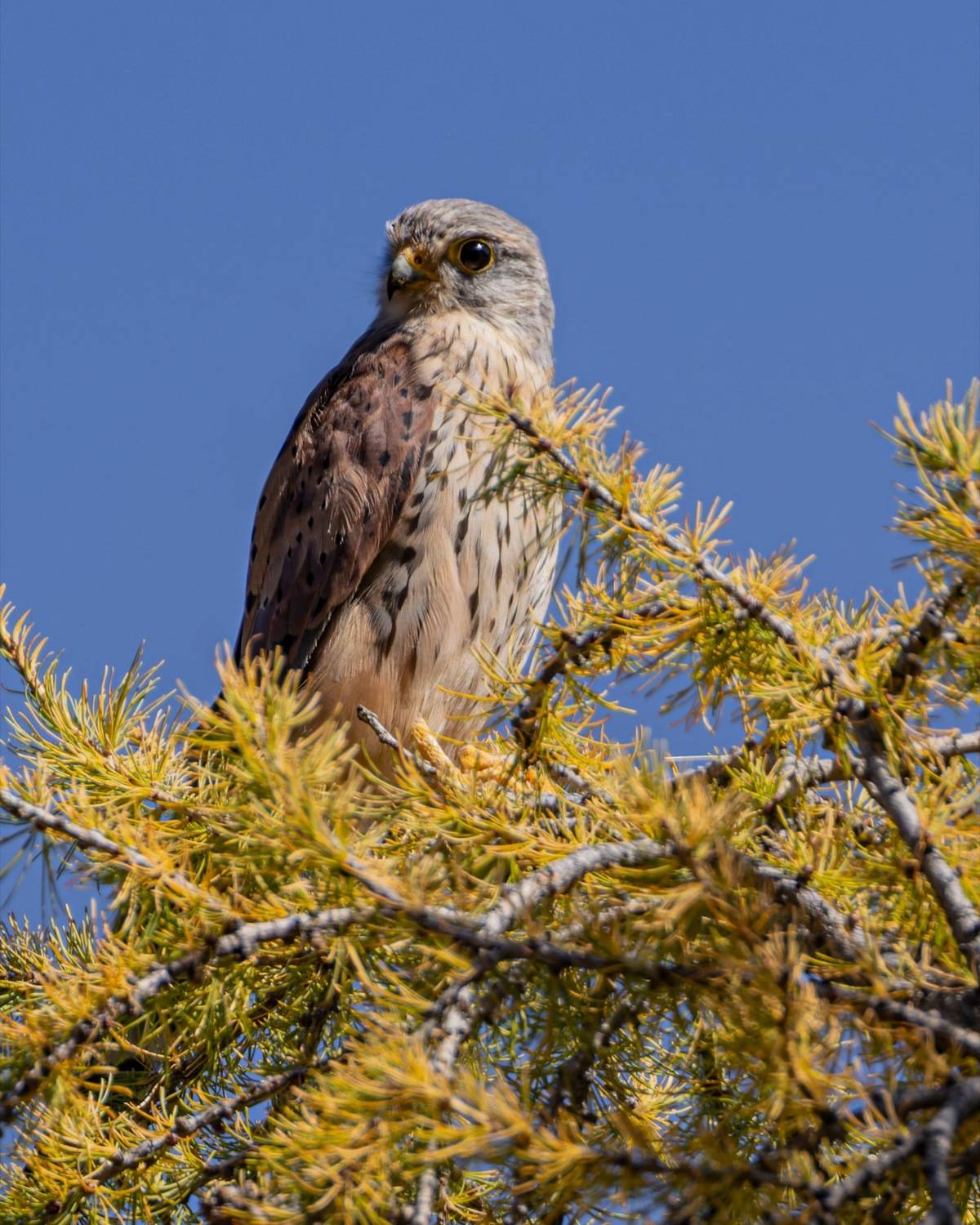 степная пустельга, пустельга, сокол, птицы, алтай, красная книга, Ruslan Pl