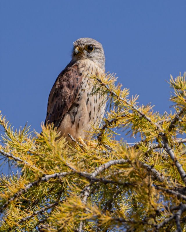 степная пустельга, пустельга, сокол, птицы, алтай, красная книга Степная пустельга фото превью