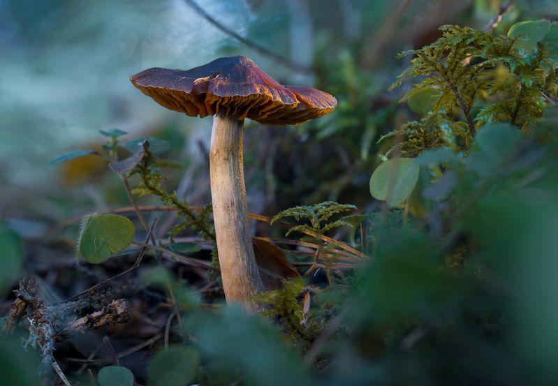 старичок фото превью