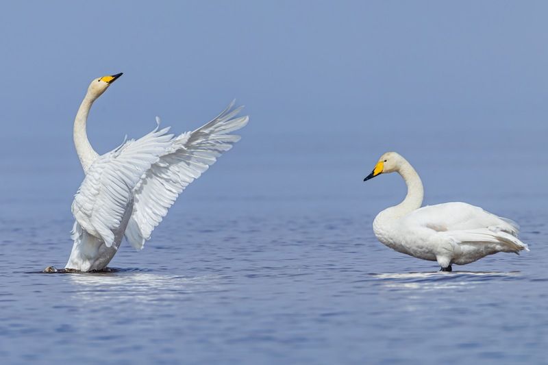 лебедь-кликун, лебедь кликун, лебедь, кликун Признание в любви фото превью
