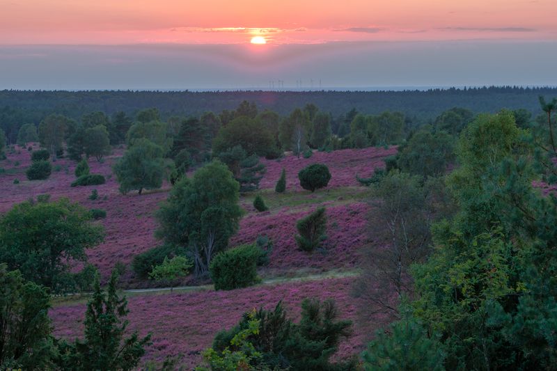 Lüneburg Heath, Germany фото превью
