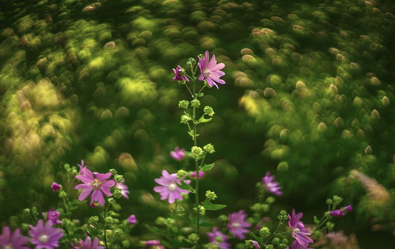 Хатьма тюрингенская фото превью