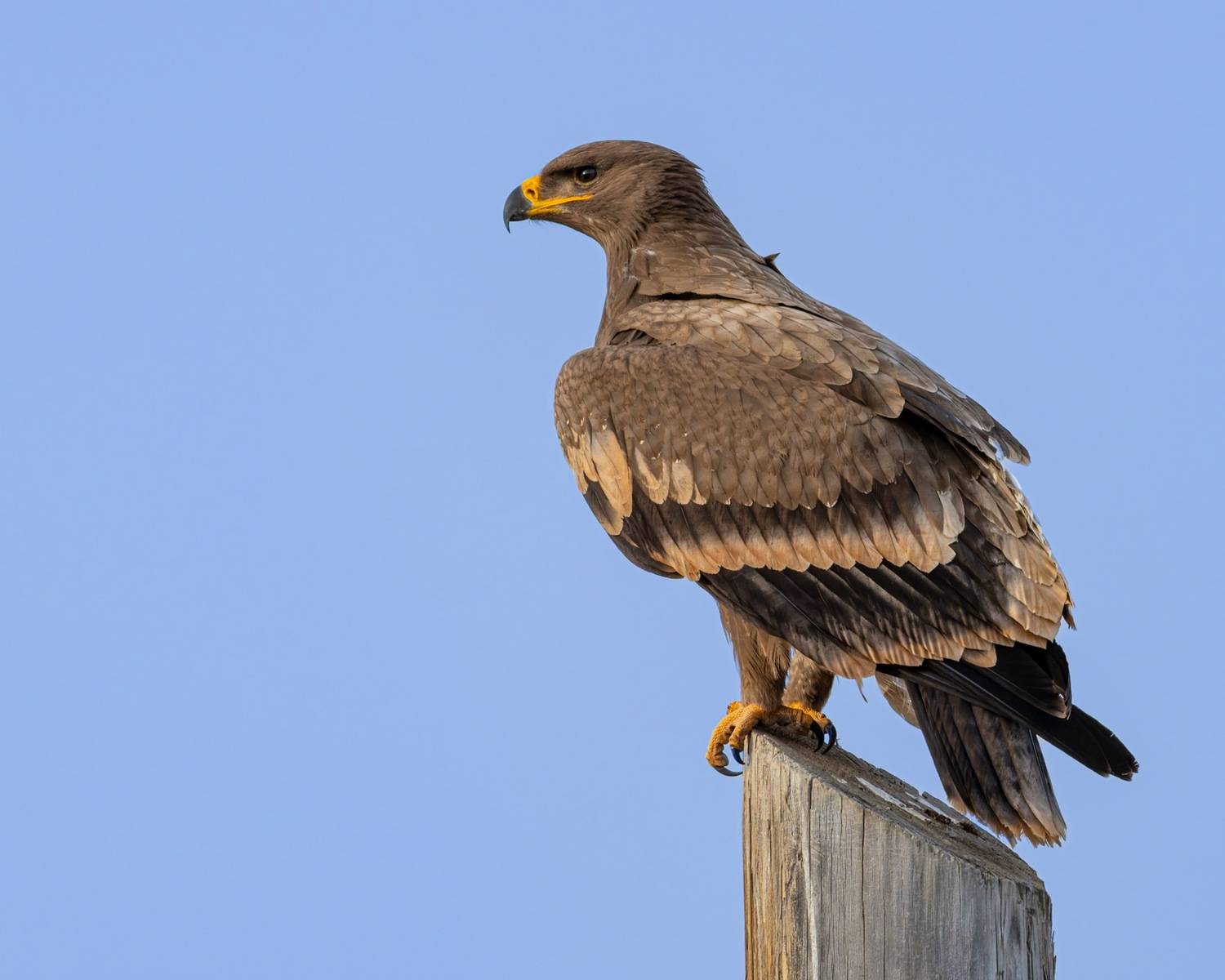 степной орел, орел, птицы, алтай, красная книга, Ruslan Pl
