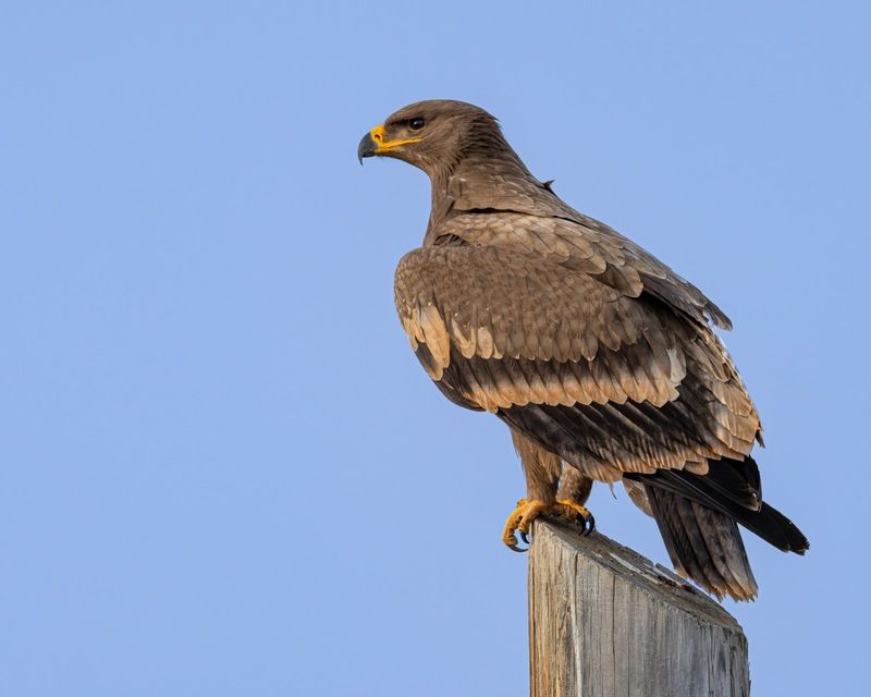 степной орел, орел, птицы, алтай, красная книга Степной орел фото превью
