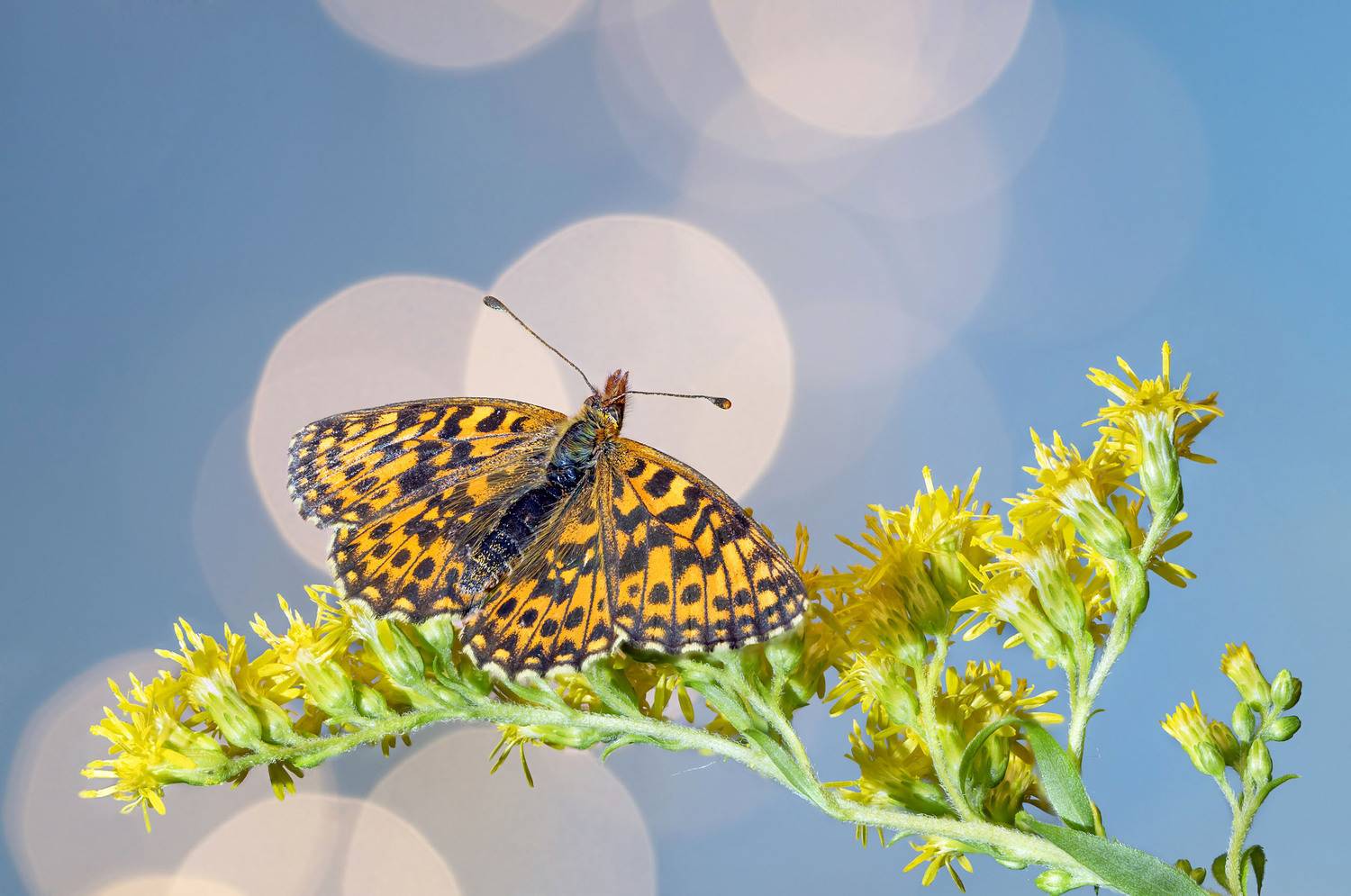 Бабочка, Чепленко Алексей