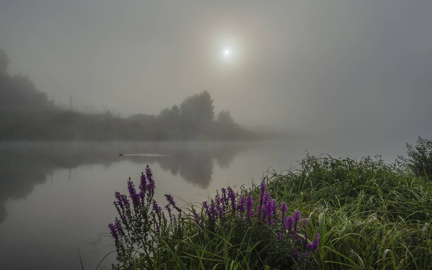 утро, лето, туман, архангельское, Михаил Агеев
