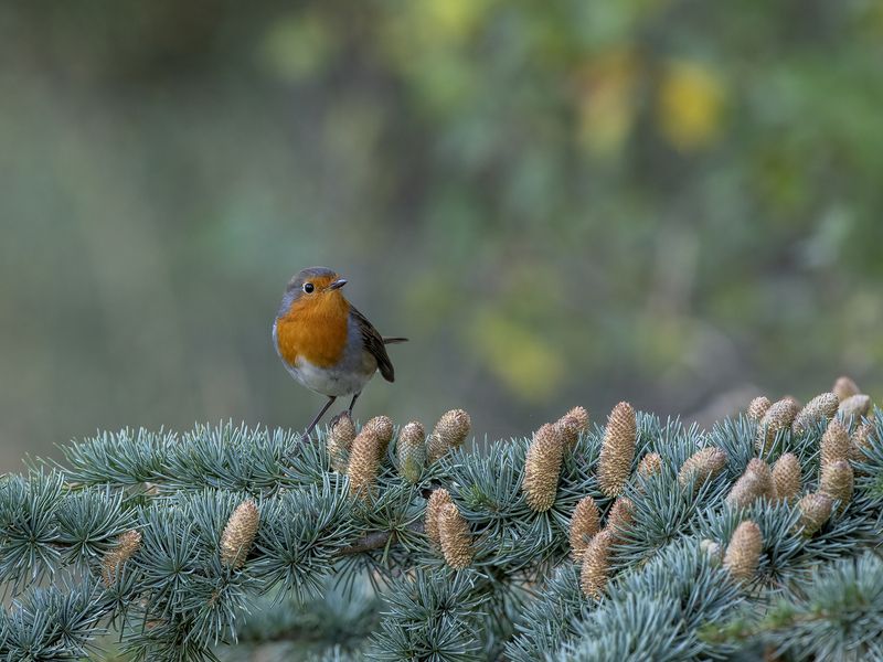 European Robin фото превью