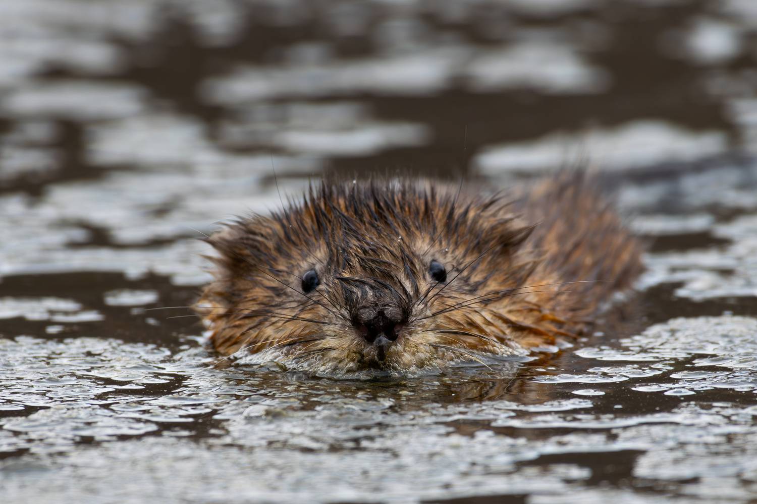 , Алексей Савельев