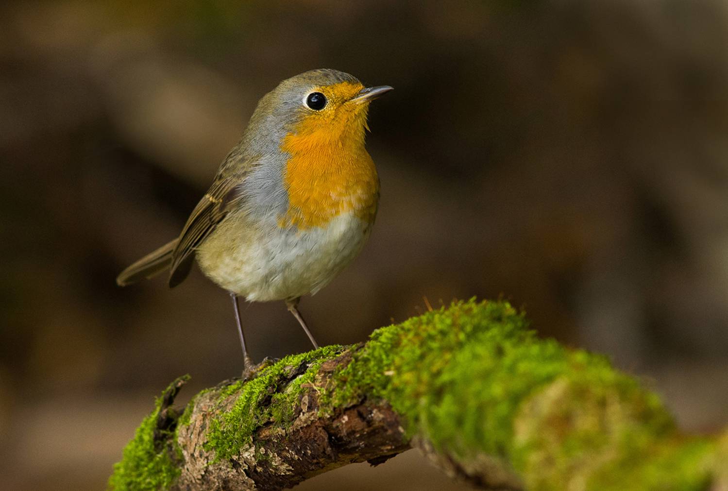 зарянка,малиновка,осень,кусты, Иван