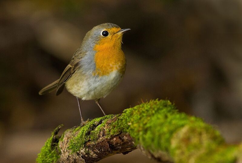 зарянка,малиновка,осень,кусты Зарянка осенним днём фото превью