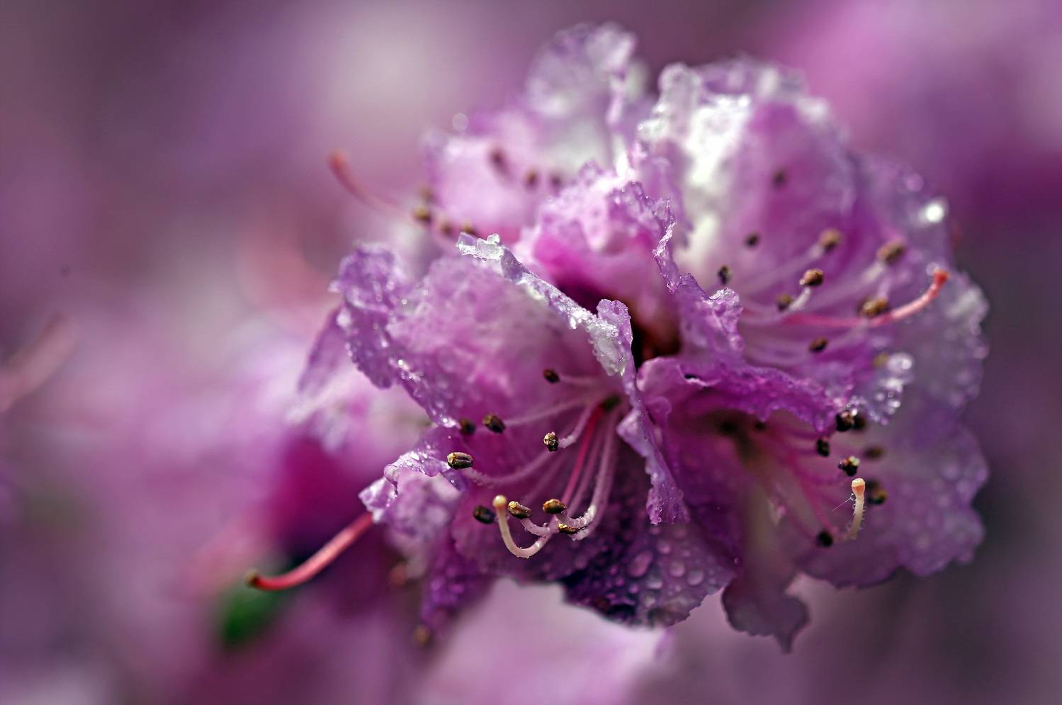 , Бибичков Михаил