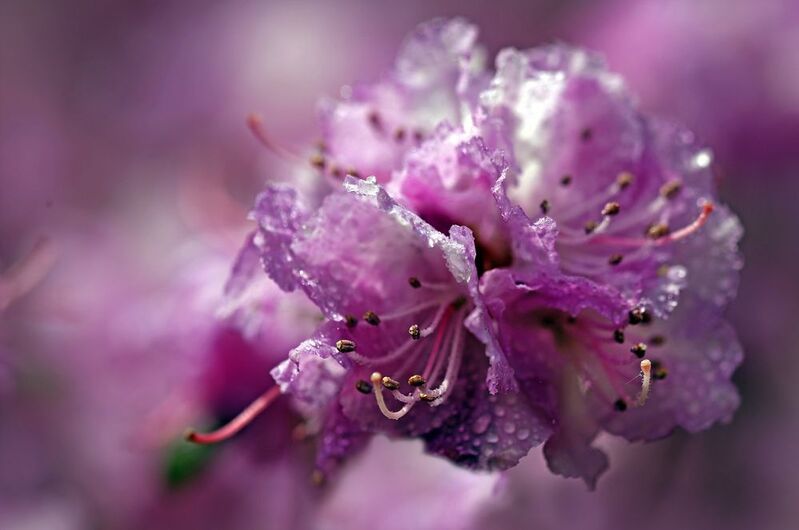 рододендрон фото превью