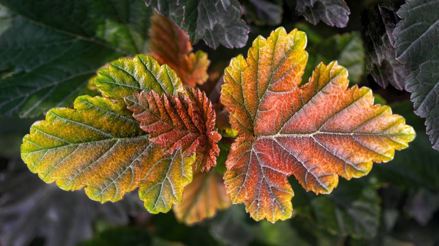 , Ушаков Валерий