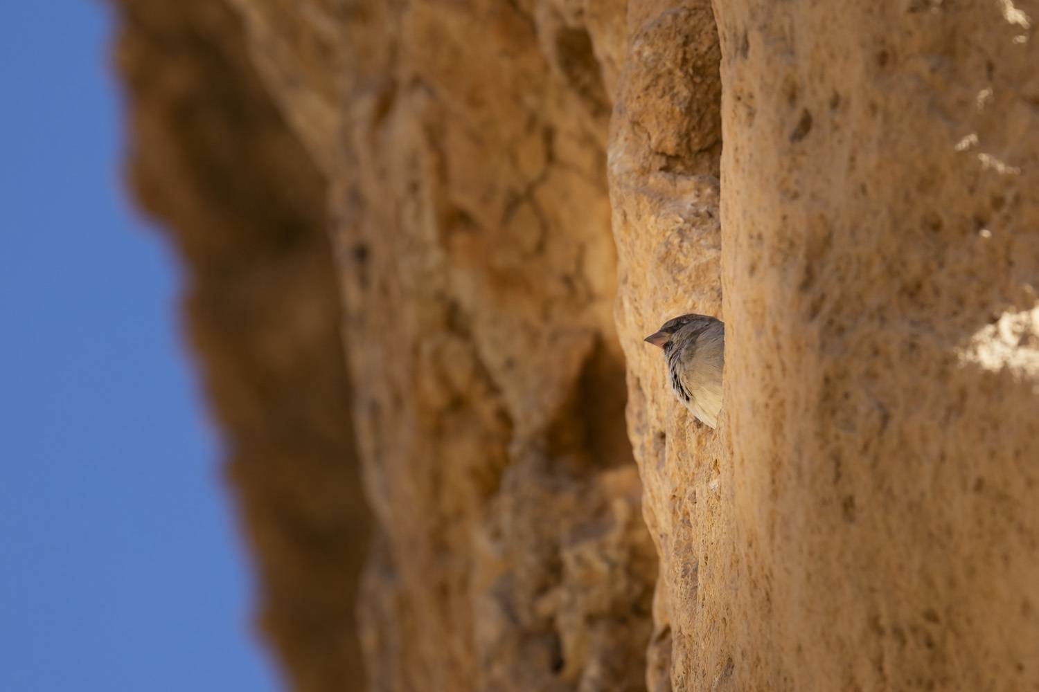 desert, landscape, nature, travel, birds, animals, Nikolay Tatarchuk