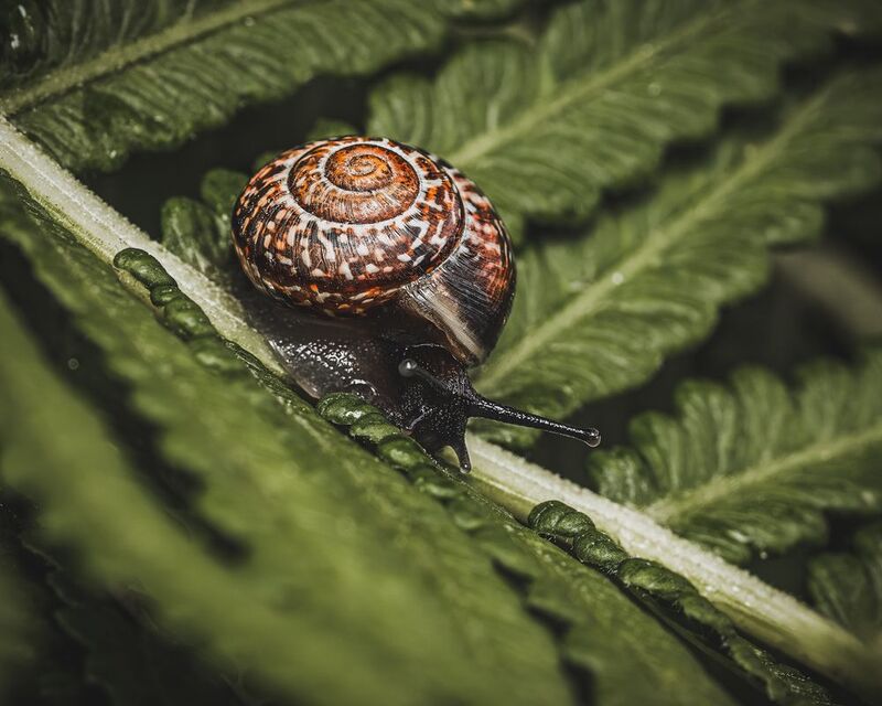 Улитка лето макро Улиточки на прогулке! фото превью