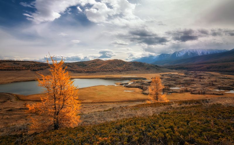 горный алтай, осень, утро, плато ештыкель, озеро джангысколь, лиственницы в солнечных лучах Немного солнца в пасмурный день... фото превью