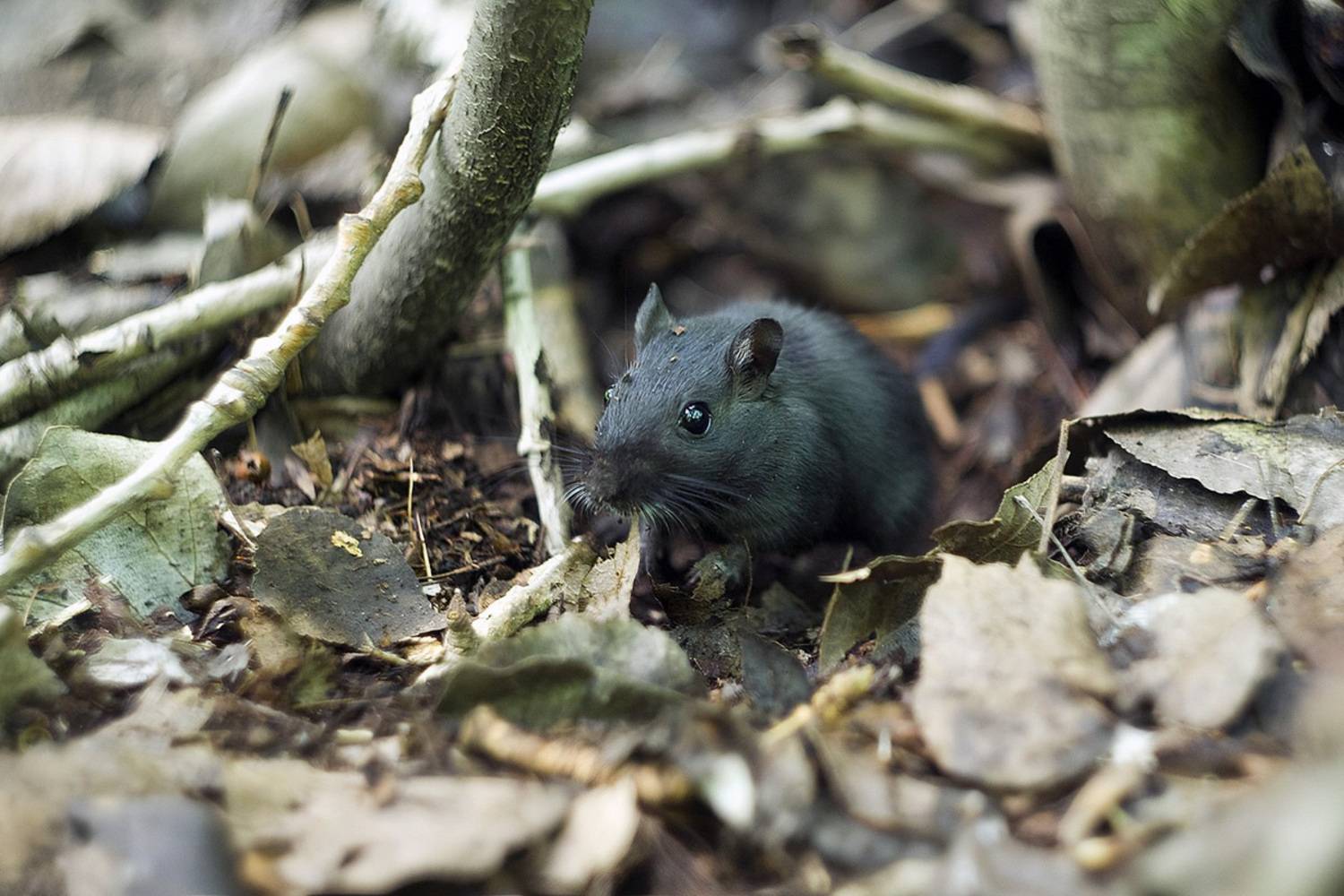 , Владимир Письмак