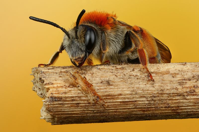 макро, природа, животное, растение, цвет, фото, оранжевый, пчела Пчелка фото превью