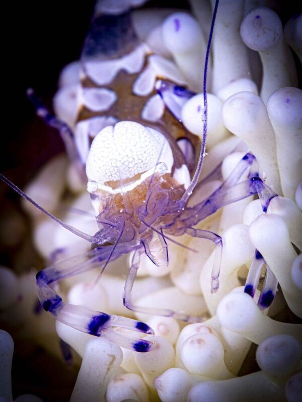 Умник фото превью