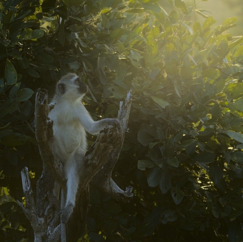 юар приматы крюгер обезьяны Свет фото превью