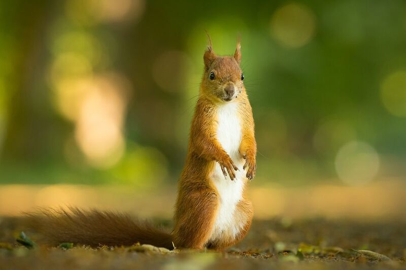 Squirrel фото превью