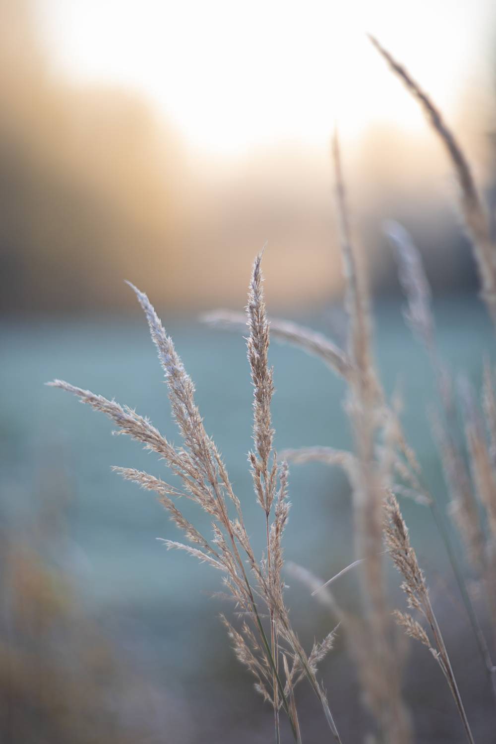 мануальная оптика, гелиос, гелиос40_2, manual_lens, Обидина Мария