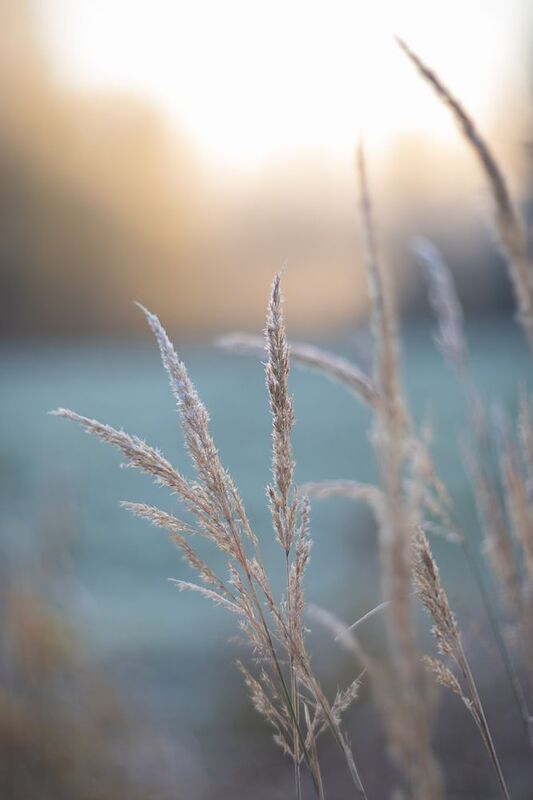 мануальная оптика, гелиос, гелиос40_2, manual_lens Морозное утро октября фото превью