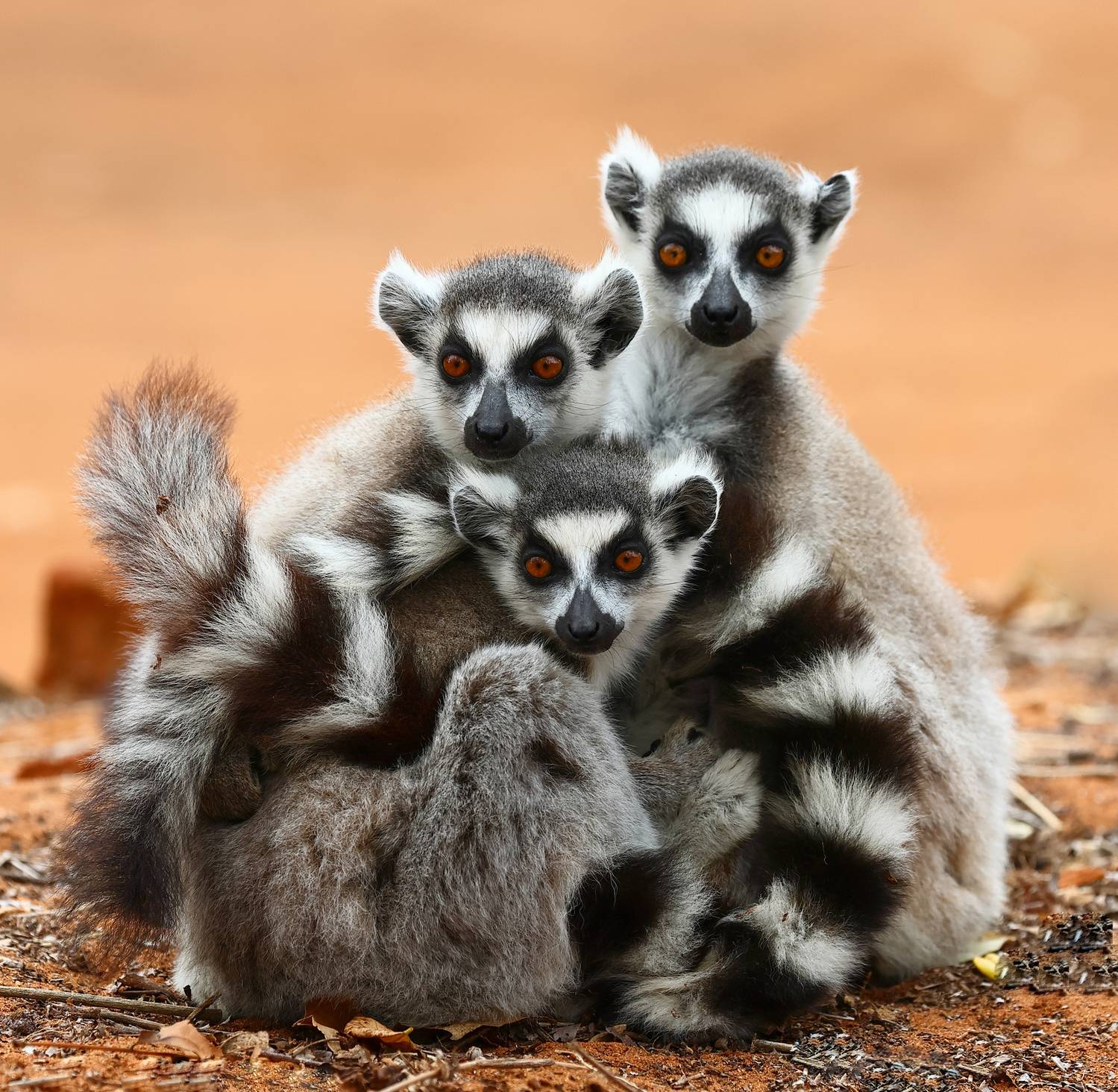 , Гудков Андрей