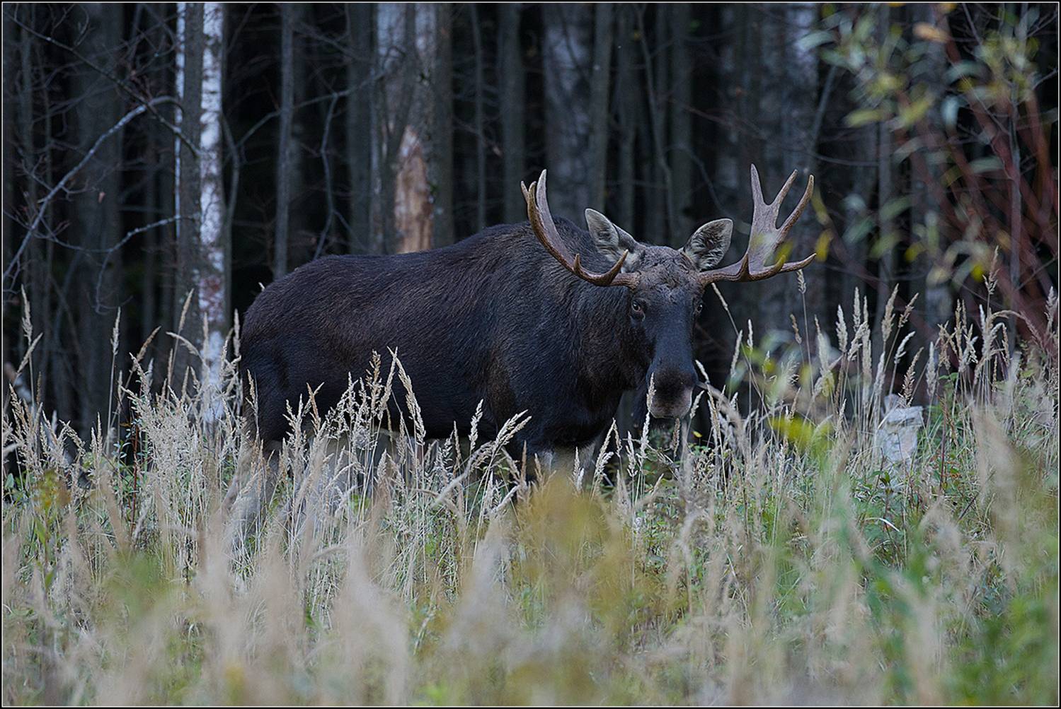москва, сентябрь, парк, АНАТОЛИЙ ДОВЫДЕНКО