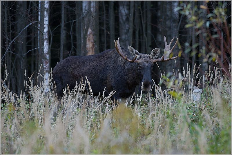 москва, сентябрь, парк Лось фото превью