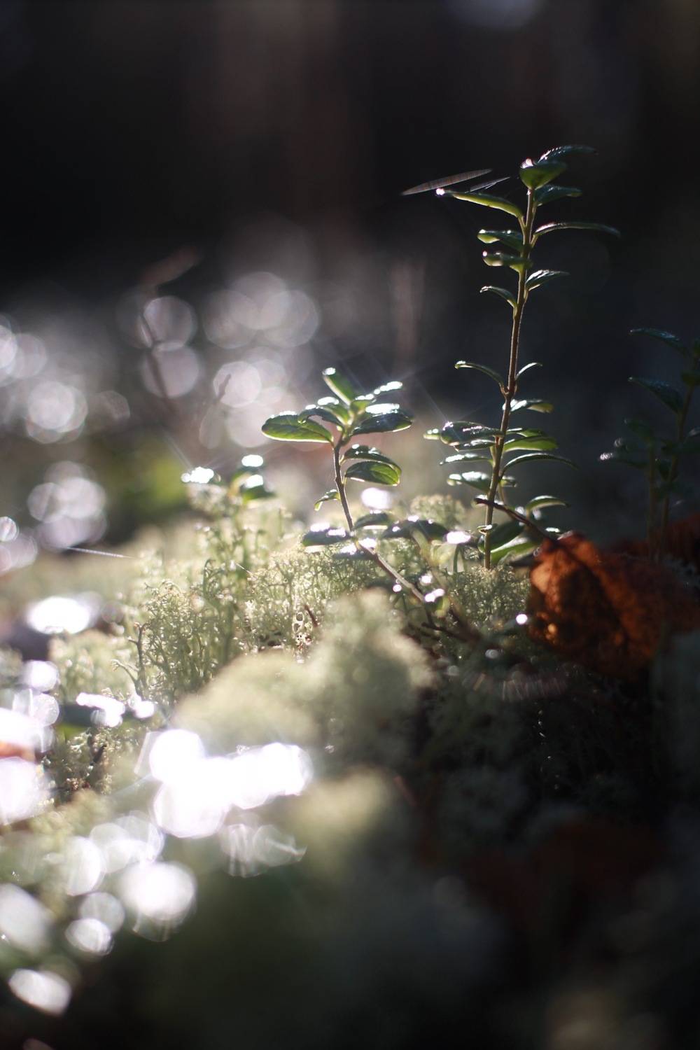 осень, солнце, мох, ягель, лес, Алёна Салтыкова