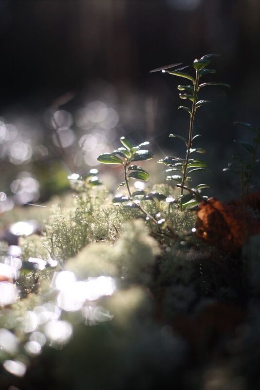 осень, солнце, мох, ягель, лес Мир макро фото превью