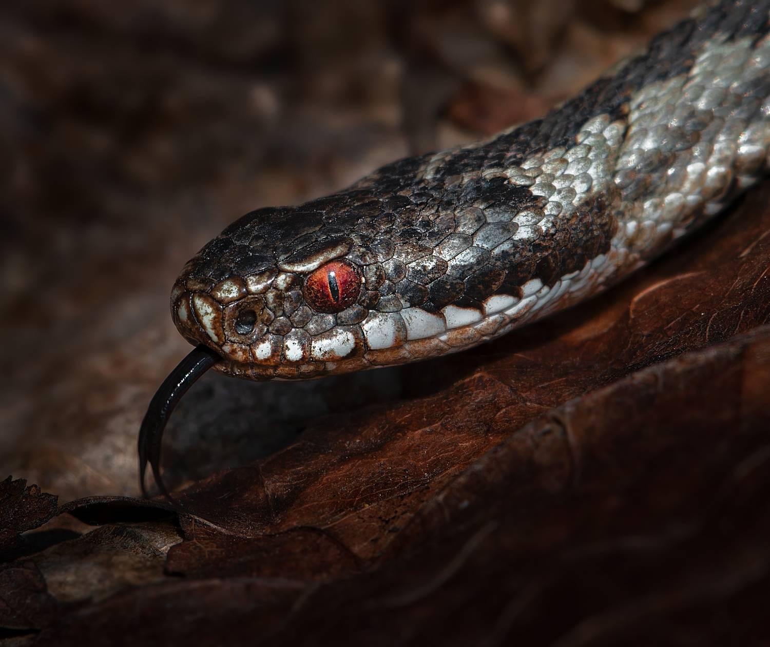 , Фото Александр