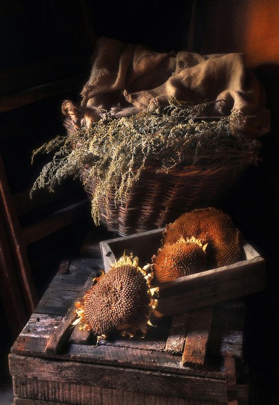 натюрморт, полынь, подсолнух, деревня, свет, still life  Деревенская эстетика  фото превью
