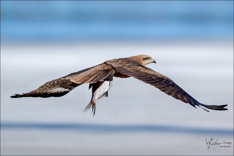 Воришка фото превью