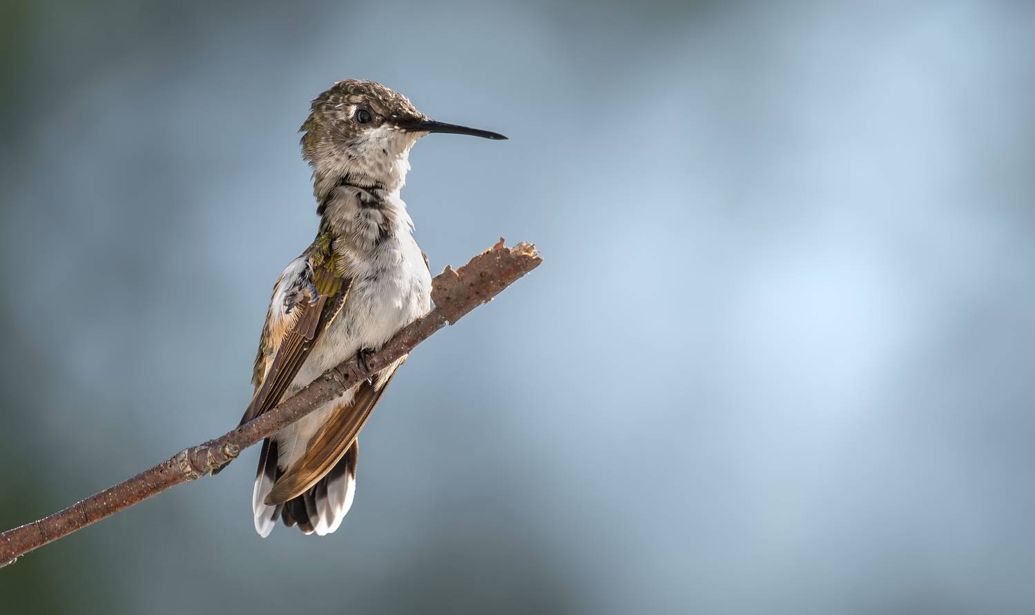 bird, humming, hummingbird, hummingbirds, hummer, rufous, nature, animals, wild, action, dynamic, Atul Saluja