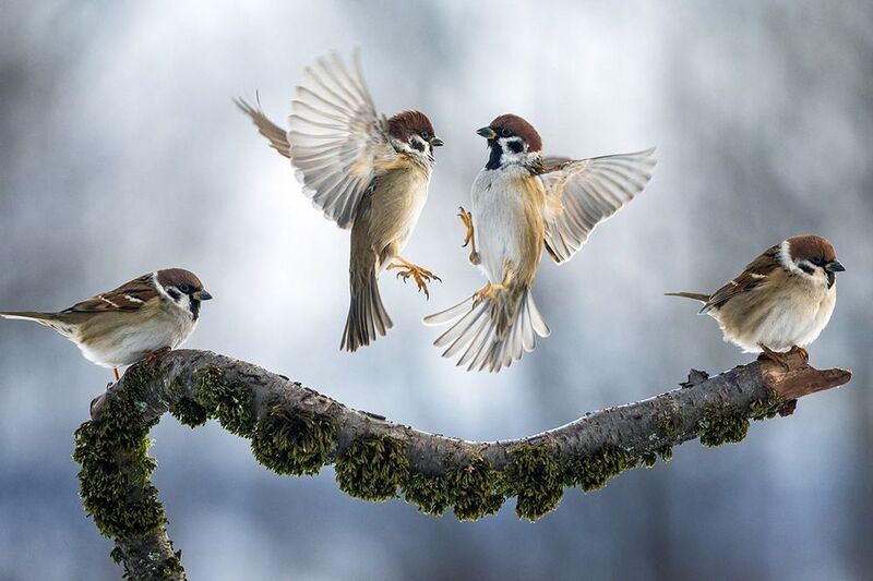 фото превью