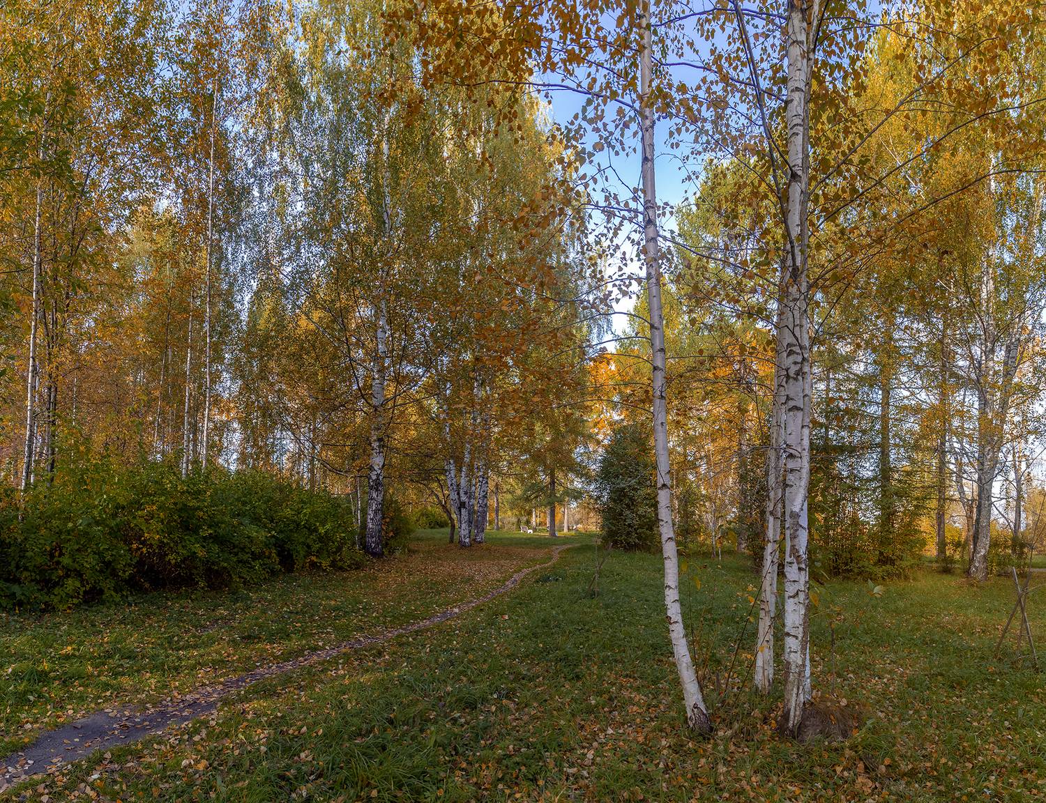 парк, лес, тропка, кустарник, осень, листва, берёзы., Анкудинов Леонид