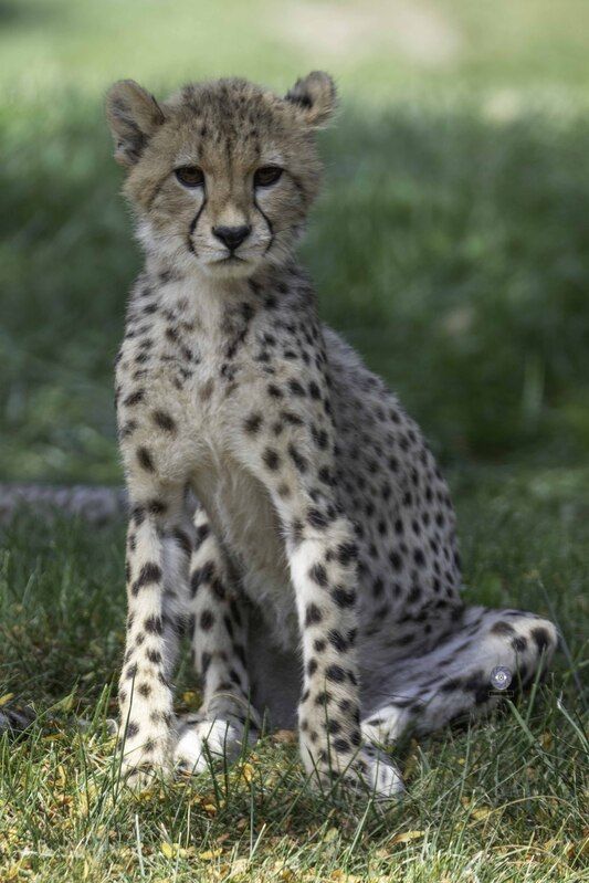 Cheetah cub фото превью