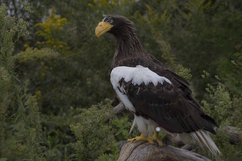 Steller\\\'s sea eagle фото превью
