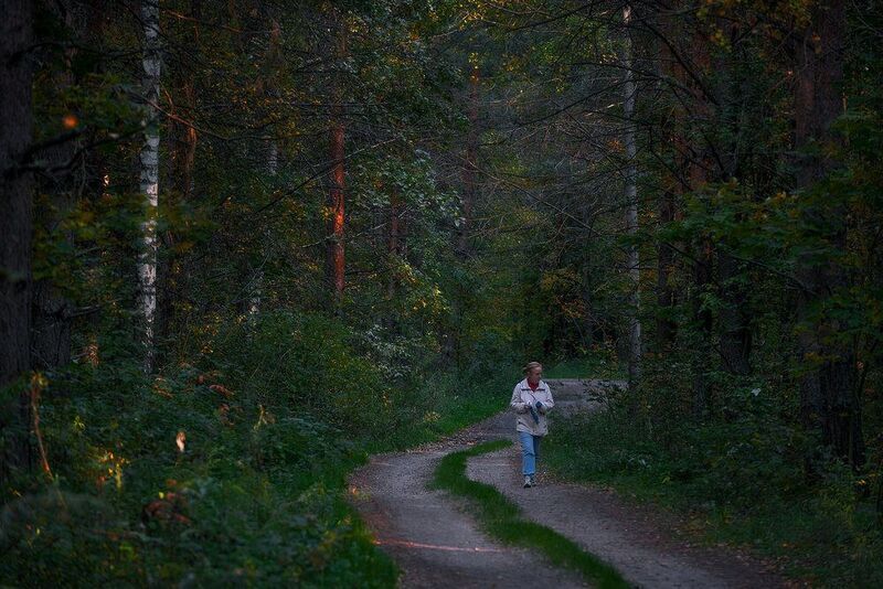 осень вечер дорога лес Дорога в лесу... фото превью