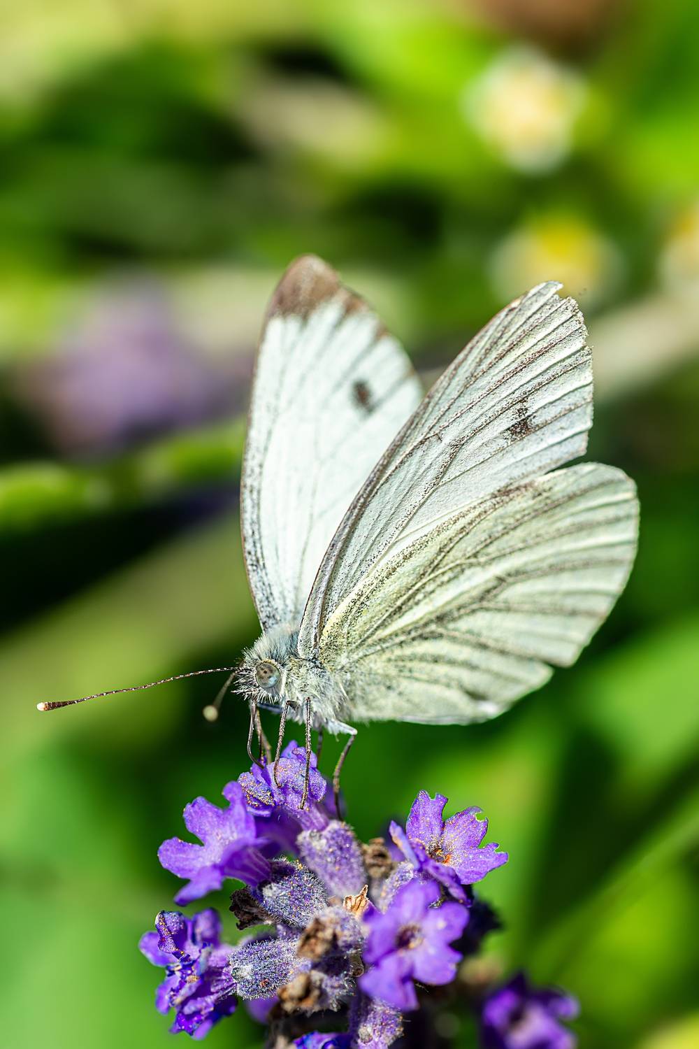 , Корнеев Алексей