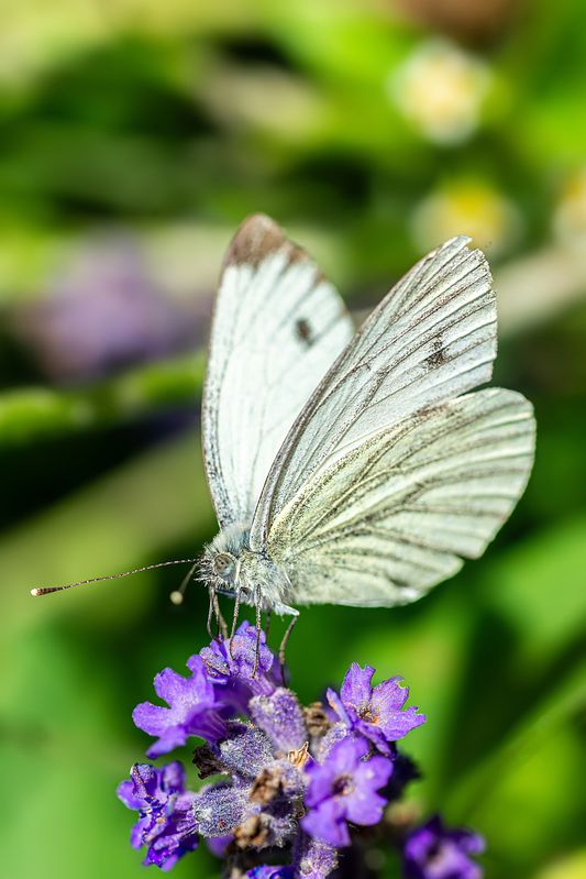 Белянка брюквенная (Pieris napi) фото превью