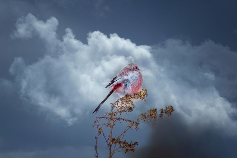 урагус Под облаками. фото превью