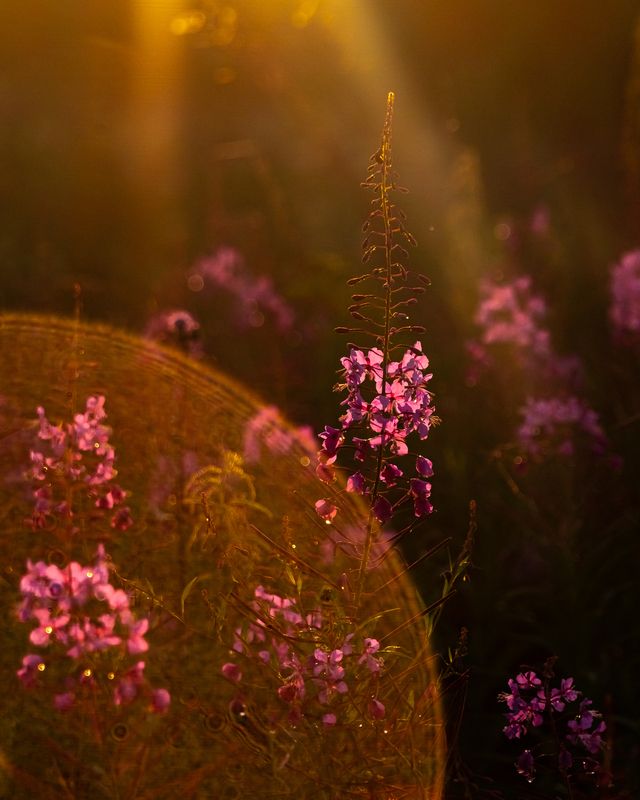 иванчай, закат Иван-чай фото превью