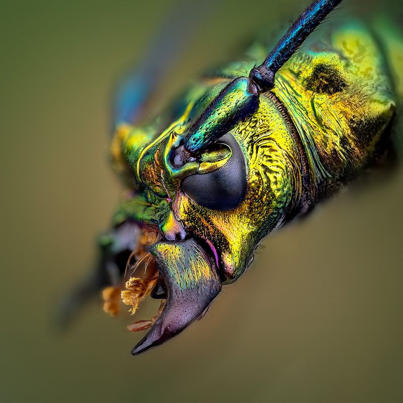 coleoptera, cerambycidae, odontochroma martinsi, усач Усач фото превью