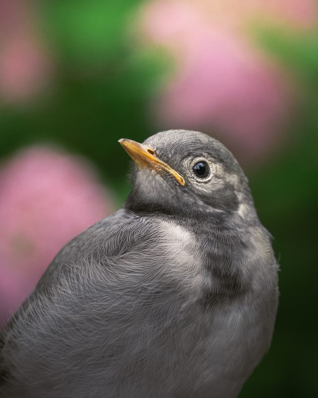 Posing фото превью